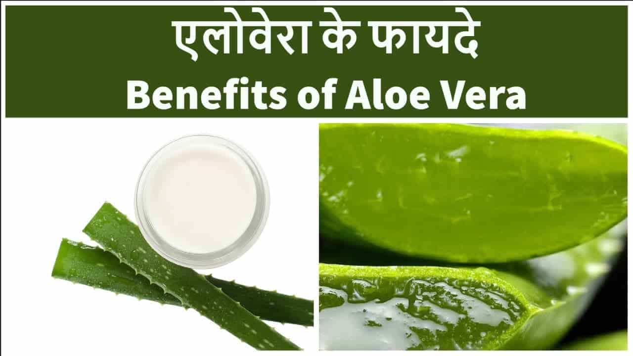 एलोवेरा के फायदे 10 Aloe Vera Benefits in Hindi