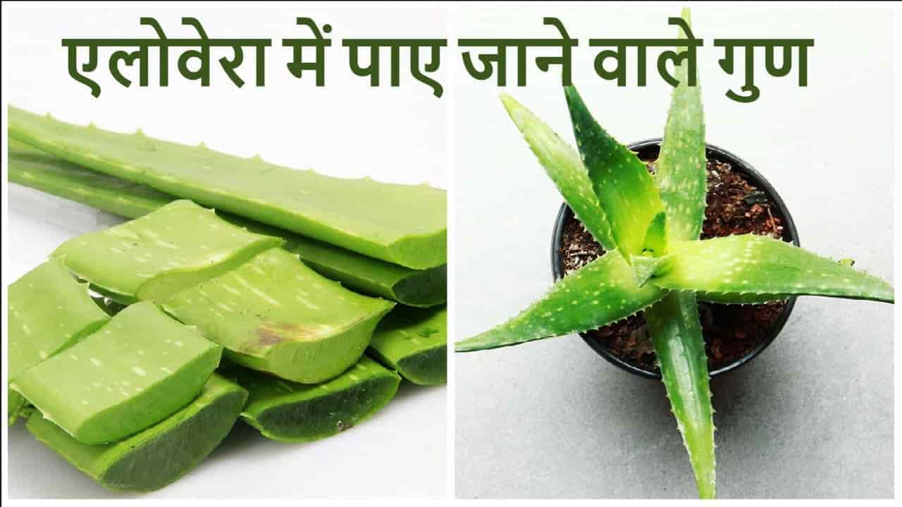 एलोवेरा के फायदे 10 Aloe Vera Benefits in Hindi