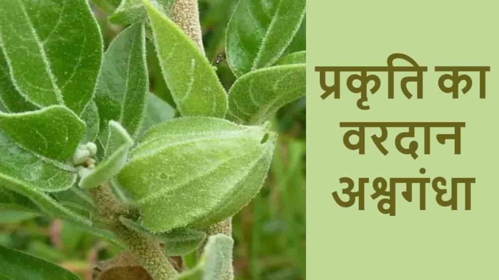 ashwagandha benefits in hindi ashwagandha benefits in hindi
