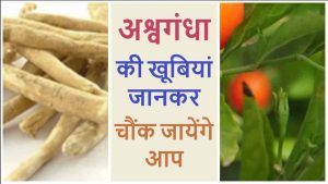 Read more about the article Ashwagandha Khane Ke Fayde –  इन 10 बीमारियों से निजात दिलाता है अश्वगंधा